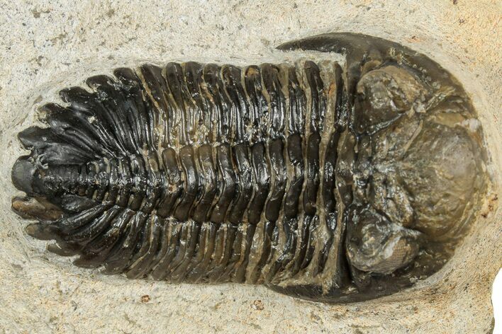 Detailed Hollardops Trilobite Fossil - Multi-Toned Preservation #351262